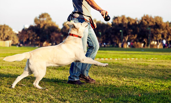 homem-brincando-com-o-cachorro-em-um-gramado