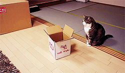 gato-brincando-na-caixa